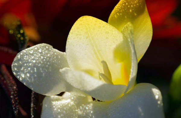 tulip